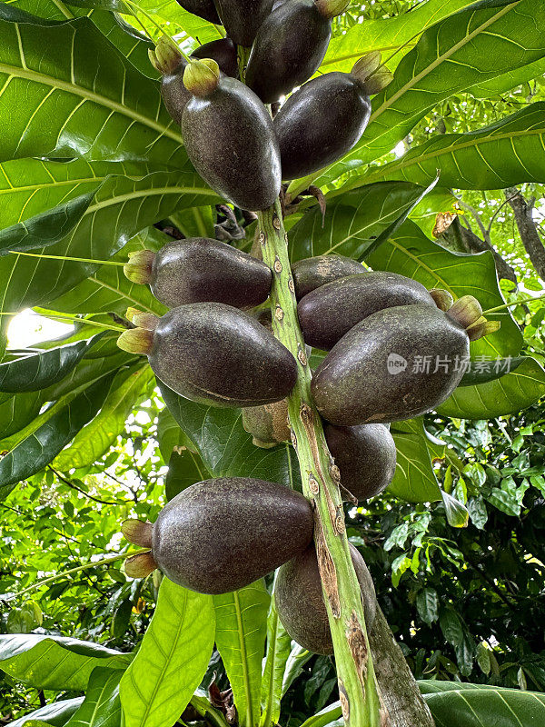 近距离的图片，成熟的切块坚果(Barringtonia edulis)果实生长在树上，有光泽的绿叶，重点在前景